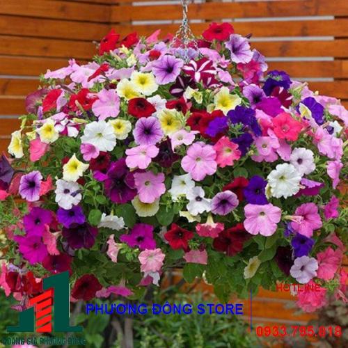 Hạt giống hoa dạ yên thảo Fi viền MIX 537 